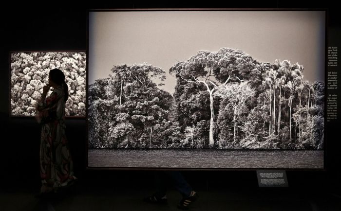 Fotografias da Amazônia são exibidas na pré-estreia da exposição Amazônia, do fotógrafo documentarista brasileiro Sebastião Salgado, no California Science Center, em 19 de outubro de 2022, em Los Angeles, Califórnia Fotografias da Amazônia são exibidas na pré-estreia da exposição Amazônia, do fotógrafo documentarista brasileiro Sebastião Salgado, no California Science Center, em 19 de outubro de 2022, em Los Angeles, Califórnia