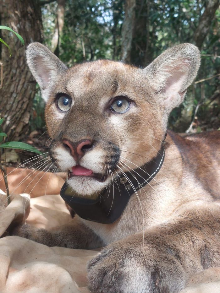 Onça-parda encontrada na Serra do Rola-Moça, na Grande BH 