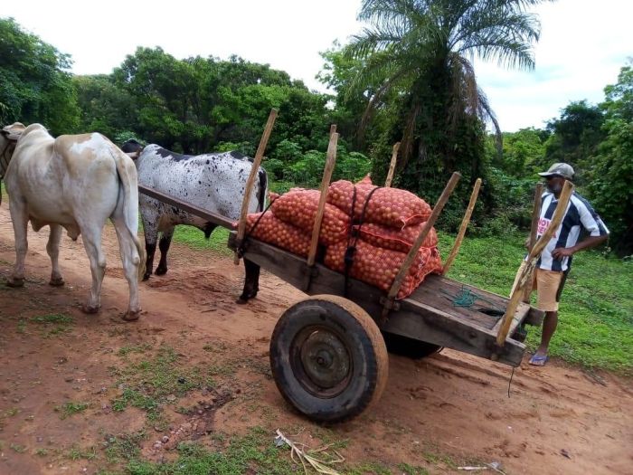 Atualmente, cerca de 200 famílias extrativistas de sete municípios do Norte de Minas Gerais beneficiam anualmente 200 toneladas da macaúba. 