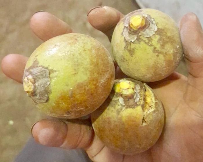 A macaúba, também chamada de coco-baboso ou coco-de-espinho, é considerada uma das principais matérias-primas para os combustíveis sustentáveis do futuro.