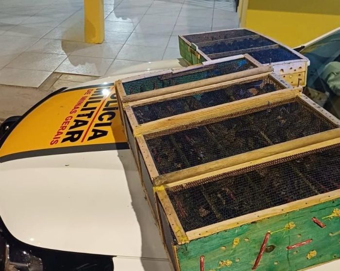 Pássaros eram transportados em gaiolas sem água e sem alimentação.