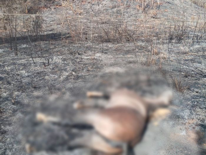 Animais mortos incêndio Parque do Rio Doce