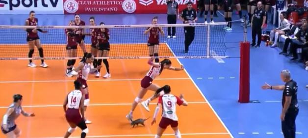 Gambá invade quadra durante partida de vôlei e assusta jogadoras