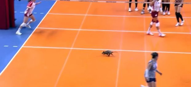 Gambá invade quadra durante partida de vôlei e assusta jogadoras