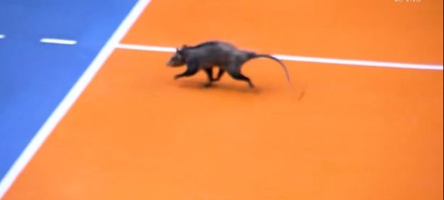 Gambá invade quadra durante partida de vôlei e assusta jogadoras