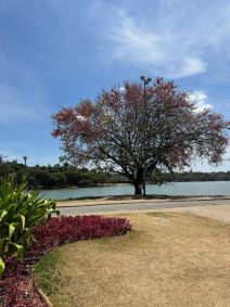 Fátima Bernardes e Túlio Gadêlha em passeios por Belo Horizonte