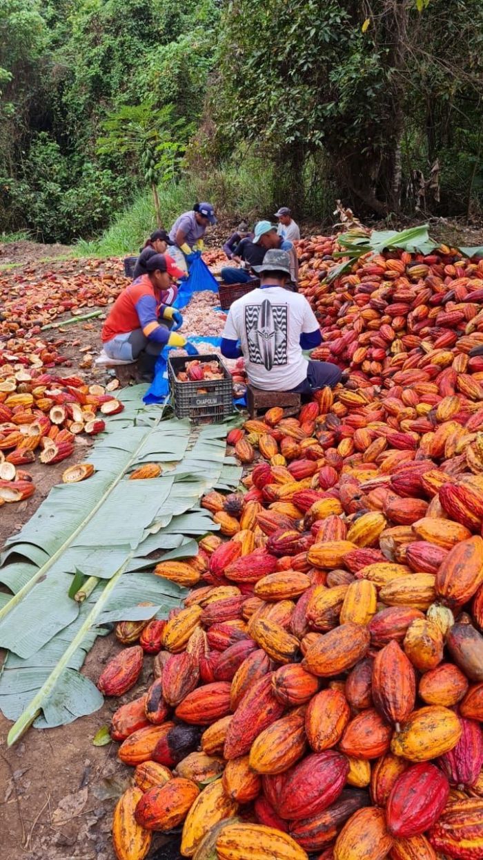 Plantio de cacau em Minas 