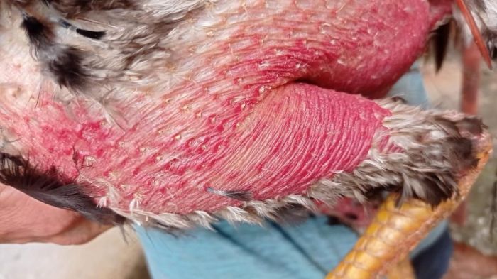 Galo vítima de maus-tratos