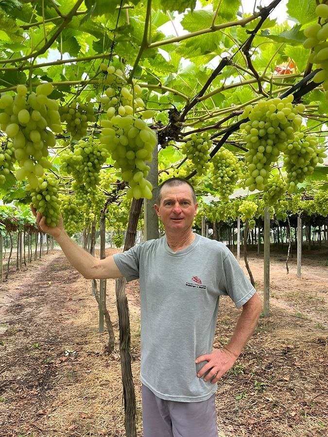 Viticultor Jair Freiberger validou nova cultivar