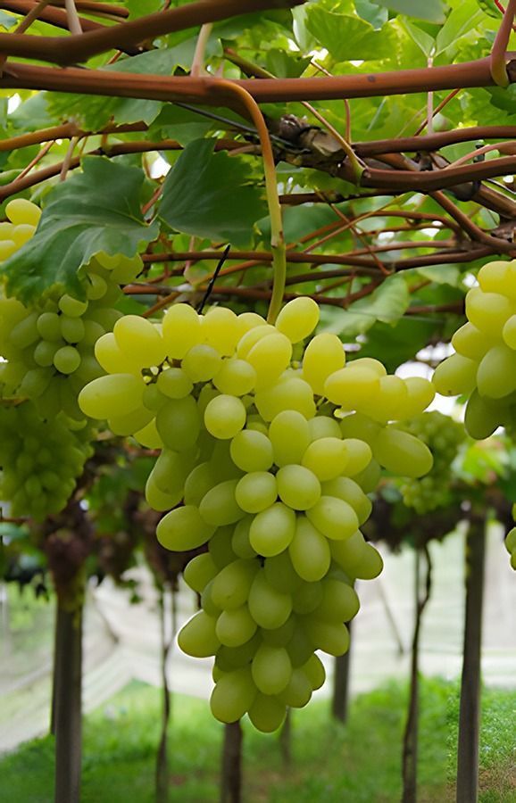 Cultivar não é recomendada para a região do Semiárido Brasileiro