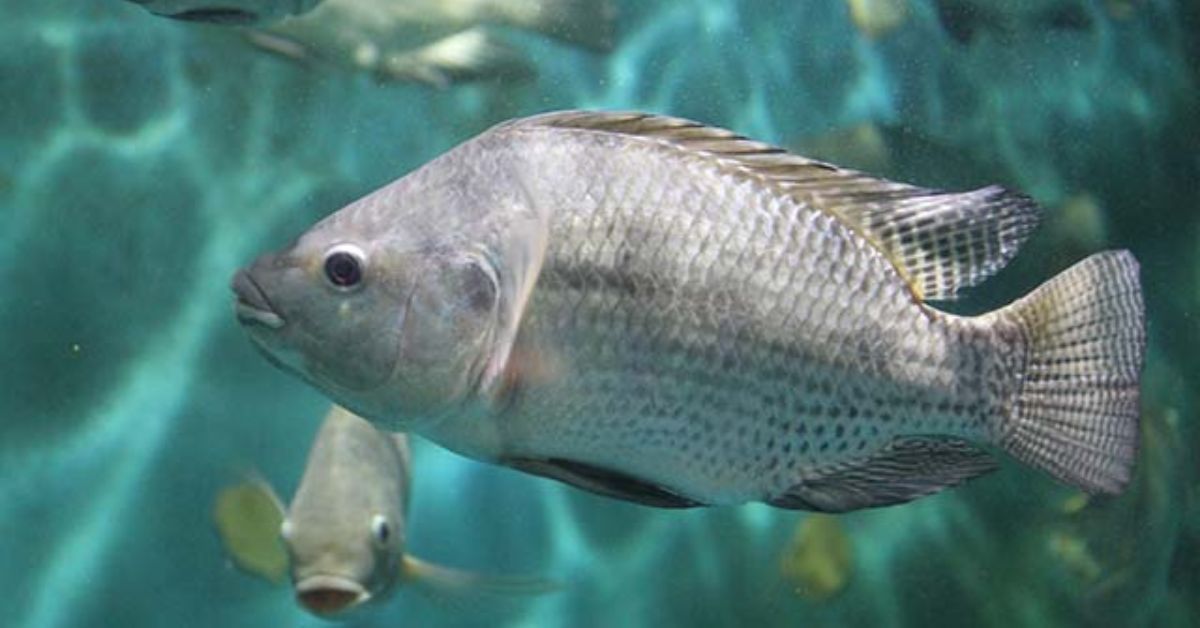 Peixe vira pet por lei no Ceará e medida pode impulsionar aquarismo; entenda