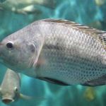 Produção de peixes de cultivo em Minas Gerais cresce acima da média nacional e atinge 77,5 mil toneladas