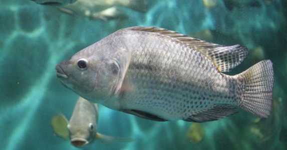peixe