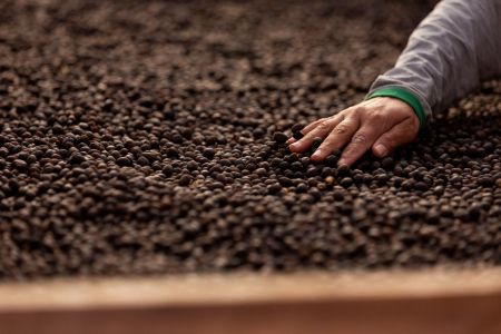 Conab lança plataforma para certificar café brasileiro como livre de desmatamento