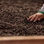 Conab lança plataforma para certificar café brasileiro como livre de desmatamento