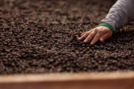 Conab lança plataforma para certificar café brasileiro como livre de desmatamento