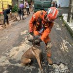 ‘Companheira de vida e trabalho’: cadela auxilia nos resgates na Zona da Mata