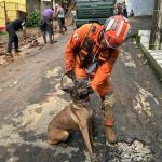 ‘Companheira de vida e trabalho’: cadela auxilia nos resgates na Zona da Mata