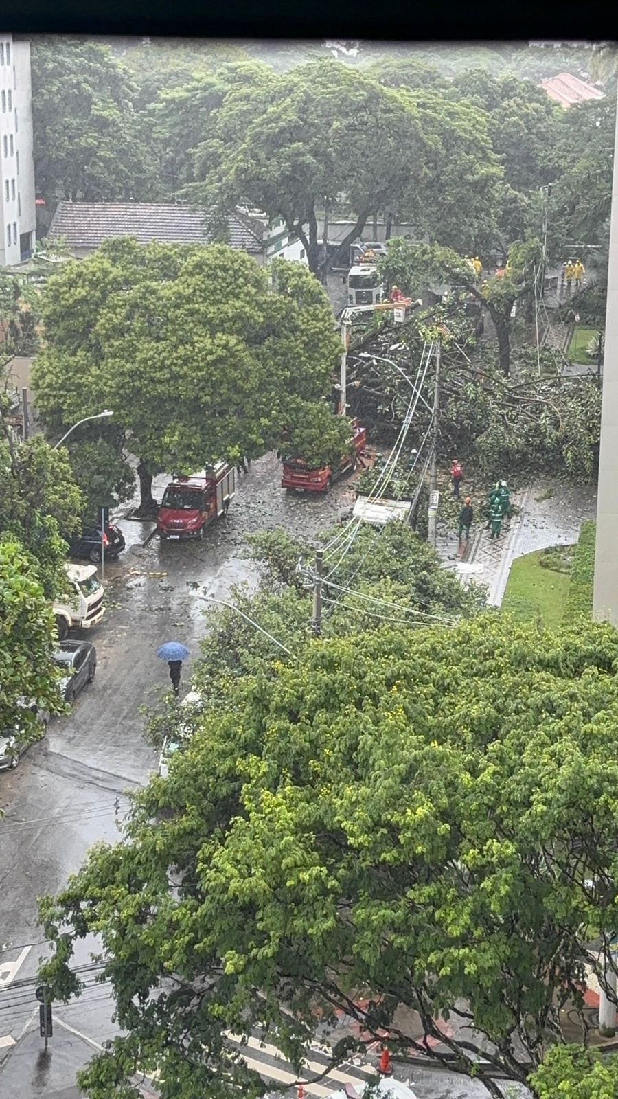 Vídeo: árvore de grande porte cai em cruzamento, em BH, e interdita vias movimentadas