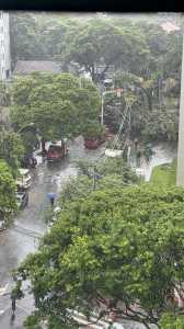 Árvore interdita cruzamento no bairro Barro Preto, em Belo Horizonte