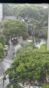 Árvore interdita cruzamento no bairro Barro Preto, em Belo Horizonte