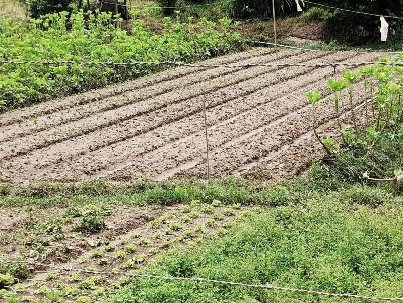 Chuvas causam prejuízos para mais de 400 produtores rurais na Zona da Mata