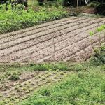 Chuvas causam prejuízos para mais de 400 produtores rurais na Zona da Mata