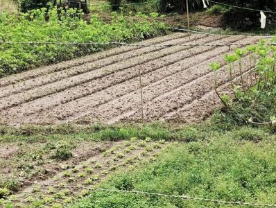 Encharcamento do solo causou a perda total de 45,2 hectares de plantios de couve, alface e cebolinha