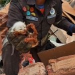 Campanha em Mariana arrecada doações para animais da Zona da Mata