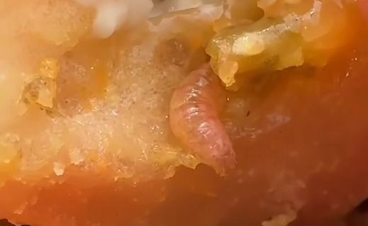 Turista encontra larva em lanche do McDonald’s em São Paulo