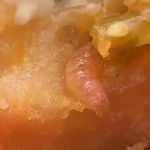 Turista encontra larva em lanche do McDonald’s em São Paulo