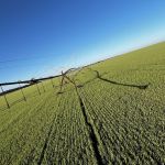 Produtor paulista colhe até 90 sacas de trigo por hectare com irrigação