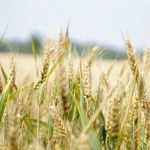 Importações de trigo caem e aumentam liquidez no mercado interno