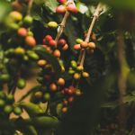 Exportações de café do Brasil caem 23,5% em fevereiro