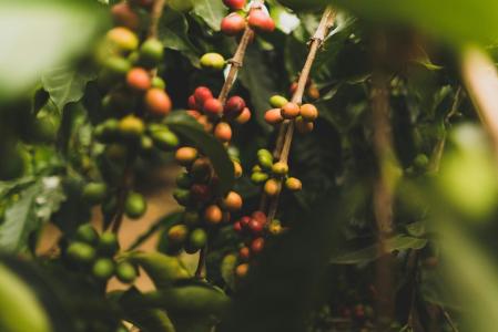 No primeiro bimestre de 2026, as remessas brasileiras de café ao exterior totalizam 5,410 milhões de sacas