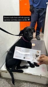 Após testar o condicionamento físico dos profissionais do aeroporto durante nove minutos correndo pela pista, o animal foi resgatado em segurança