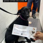 Cachorro de passageira foge, invade a pista e fecha aeroporto de Congonhas