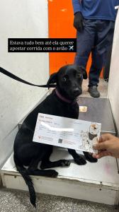 Após testar o condicionamento físico dos profissionais do aeroporto durante nove minutos correndo pela pista, o animal foi resgatado em segurança