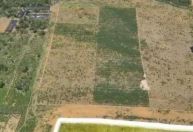 Plantação com 180 mil pés de maconha é destruída na Bahia