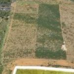 Plantação com 180 mil pés de maconha é destruída na Bahia