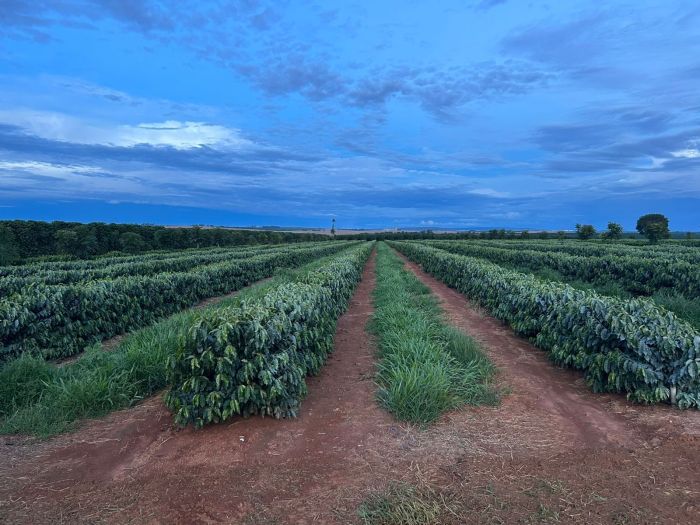 Região do Cerrado Mineiro reúne mais de 4.500 produtores