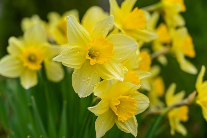 Narcisos selvagens