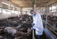 Vaticano autoriza católicos a receber transplante de órgãos de animais