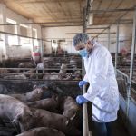 Vaticano autoriza católicos a receber transplante de órgãos de animais