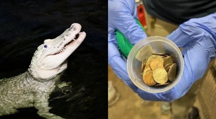 As moedas foram encontradas durante um exame de rotina no animal
