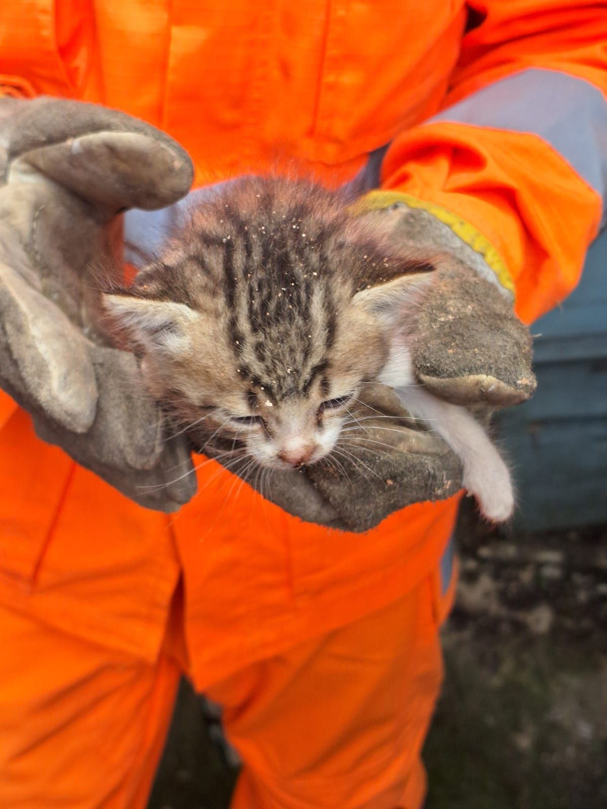 Bombeiros resgatam filhote de gato preso em muro em Cruzília