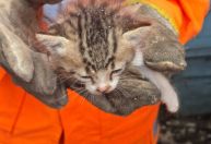 Bombeiros resgatam filhote de gato preso em muro em Cruzília