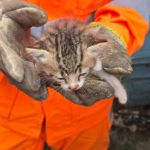 Bombeiros resgatam filhote de gato preso em muro em Cruzília