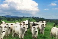 Aftosa na China: surto em rebanho pode forçar revisão de cotas para carne brasileira