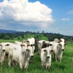 Aftosa na China: surto em rebanho pode forçar revisão de cotas para carne brasileira